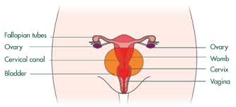 Living with the most common symptom of womb cancer is unusual (abnormal) bleeding from the vagina, although most people with abnormal bleeding do not have cancer. What Is Womb Cancer Womb Cancer Support Uk