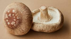 Image result for Lentinus edodes