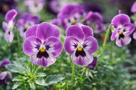 Image result for Viola x wittrockiana `Hiemalis`