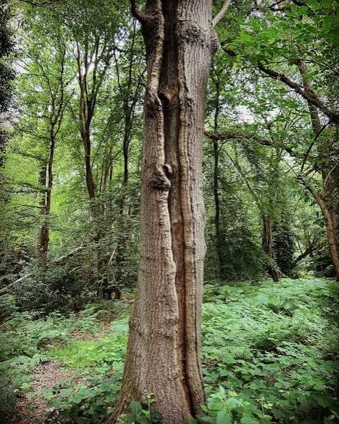 What Does a Lightning Strike on a Tree Look Like? - The Natural Navigator