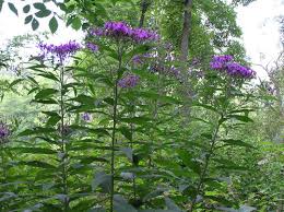 Christian Barnard 10 Architectural Plants The Rhizome Architectural Plants Plants Landscape Design