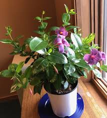 Image result for Pimpinella sp. A. of FZ 4: 594