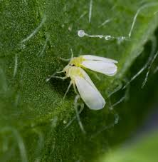 Image result for Allophylus whitei