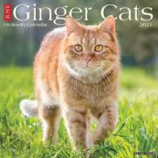 2021 Monthly Wall Calendar Ginger Cats Willow Creek Press In 2020 Ginger Cats Cat Calendar Cats