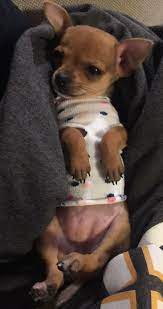 Chihuahua Puppy In Pajamas Homemade Clothes Using A Baby Sock Comfortable And Ready In Minutes Pua Baby Animals Large Dog Clothes Puppies In Pajamas