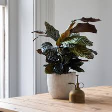 Image result for calathea