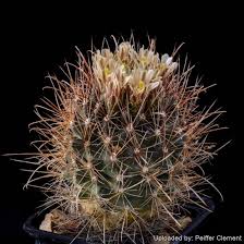 Image result for Sclerochiton obtusisepalus