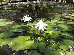 Image result for Nymphaeaceae