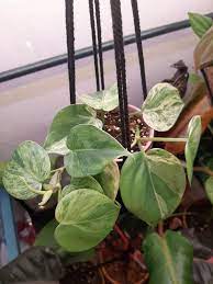 Variegated Heart Leaf Philodendron Heart Leaf Philodendron Plant Leaves Rare Plants