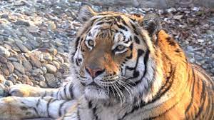 Russia's 'Fairy Tale' Siberian Tigers Beating Long Odds For A Comeback |  Cbc News