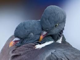 Pigeons Love Wallpapers Wallpaper Cave The domestic pigeon is a pigeon that was derived from the rock pigeon. pigeons love wallpapers wallpaper cave