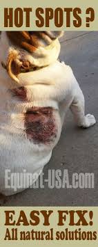 Healing Dog Hot Spots With All Natural Dermacton Equinat Usa Com Dog Hot Spots Dog Treatment Dog Skin Allergies