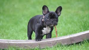One thing every french bulldog puppy has in common is its cuddly, warm nature. French Bulldog Price What Does A Frenchie Cost My Dog S Name