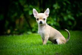 Recommended for owners who do not want to deal with dog hair in their cars and homes. Do Chihuahuas Shed Lots Chi Shedding Guide Stop My Dog Shedding