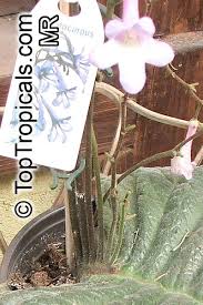 Image result for Streptocarpus sp.nov. aff. S. grandis