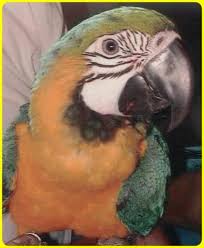 Next article ara papagei haltung. Ara S Halten Mit Wellensittichen Moglich Tiere Haustiere Vogel