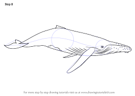 We will begin to build on the whale drawing in even if you want a more realistic whale, they come in so many different species and color schemes. Learn How To Draw A Humpback Whale Marine Mammals Step By Step Drawing Tutorials