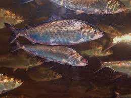 A Tiny Tag for an Untaggable Fish