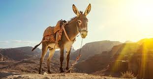 A camel would have been the best way to travel from egypt to judea, but not the only way. Why Did Jesus Ride A Donkey Into Jerusalem The Triumphal Entry