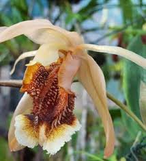 Image result for Rangaeris