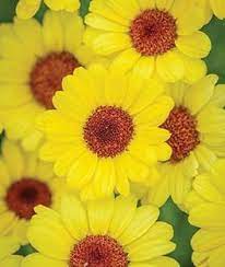 Argyranthemum Grandaisy Yellow Flower Seeds Plants Flowers