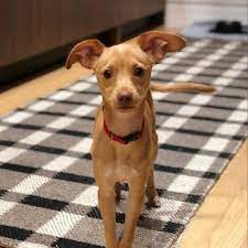Adopt Gustavo On Petfinder Paws Rescue Help Homeless Pets Adoption