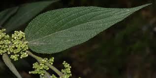 Image result for Trema sp A