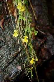 Image result for Utricularia tortilis