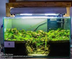 Pin By Azman Zulkernain On D Aquarium Aquarium Landscape Aquarium Fish Aquascape Aquarium