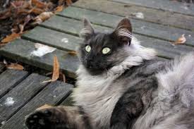 Le Skogkatt Chats Des Forets Norvegiennes Nfo Les Couleurs Black Smoke Chat Des Forets Norvegiennes Chat Chatterie