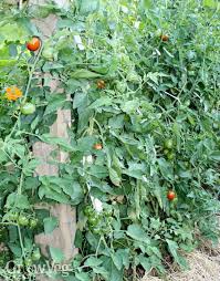 Check spelling or type a new query. Three Ways To Save Tomato Seeds