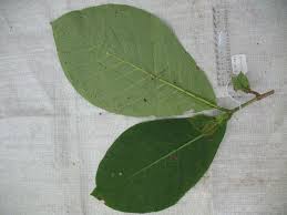 Image result for Burttdavya