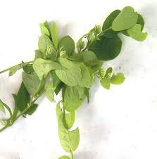 Image result for Phyllanthus odontadenius