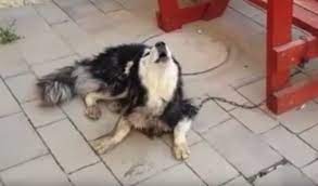 Lost Dog Has Identity Confirmed When He Starts Singing His Favorite Song Losing A Dog Dogs A Husky