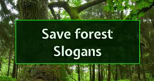 See more ideas about save trees slogans, tree slogan, save trees. Save Forest