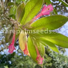 Image result for Chironia palustris