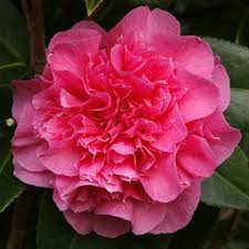 Jim S Camellias Gallery D Beautiful Rose Flowers Beautiful Pink Flowers Bloom Blossom