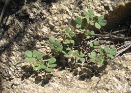 Image result for Lotus namulensis