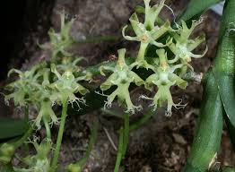 Image result for Tridactyle bicaudata