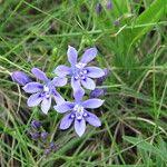 Image result for Afrosolen setifolius