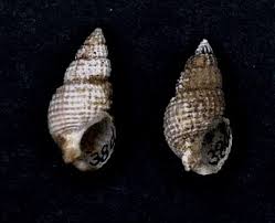 Image result for Tricalysia niamniamensis