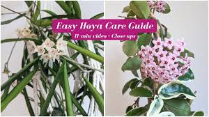 Image result for hoya plant flower