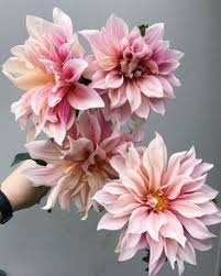 Maybe you would like to learn more about one of these? 140 Light Pink Flowers Ideas Light Pink Flowers Pink Flowers Flowers