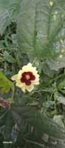 Image result for Hibiscus ludwigii