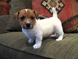 Jack Russell Terrier Puppy Aiden What A Sweet Baby Jack Russell Terrier Puppies Jack Russell Puppies Jack Russell