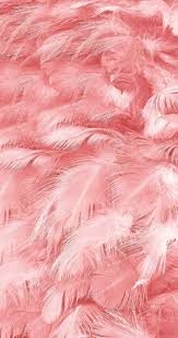 6, 6+, 5/5s/5c, 4/4s, 3g<. Allpin Info In 2021 Pink Wallpaper Pink Wallpaper Iphone Feather Wallpaper