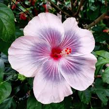 Image result for Hibiscus
