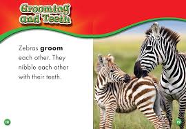 Image result for zebraffe