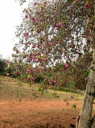 Image result for Syncolostemon elliottii