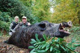 We did not find results for: A Whole World Of Wild Hogs Http Www Craigboddington Com Endorsed Outfitters Hunting Tips Tbt Whole World Wild Hogs